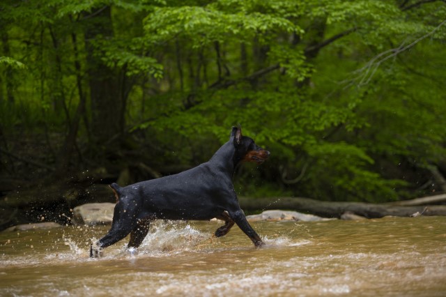 Doberman Pinscher Stud 27596