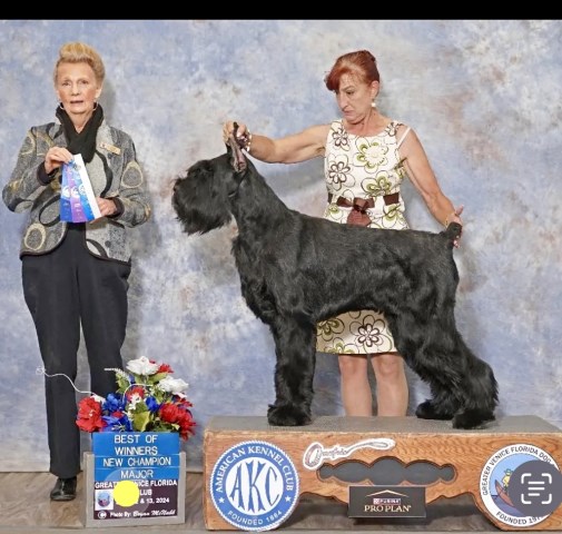 Giant Schnauzer Stud 31861