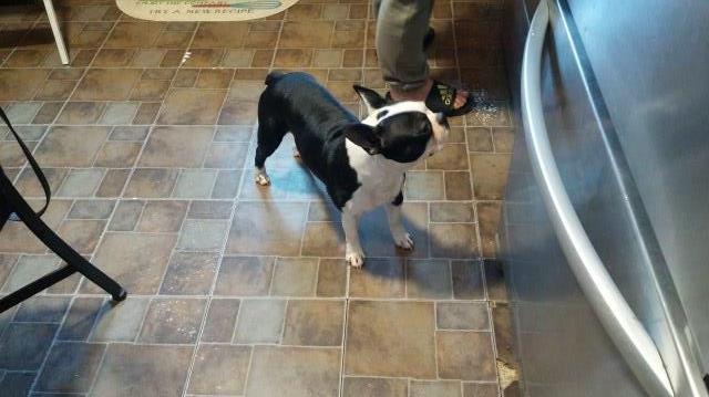 Boston Terrier Stud 26779