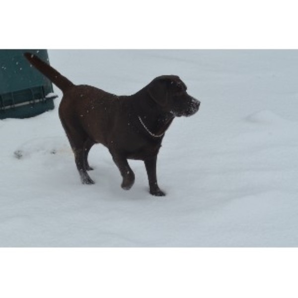 Labrador Retriever Breeder 21842