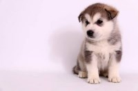 Christmas Pet Suppliers Siberian Husky breeder