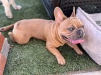 Carol Barnet - French Bulldog Stud