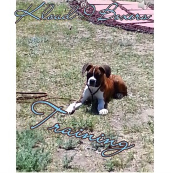 Boxer Breeder 16563