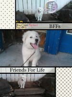 Ayla cardo - Great Pyrenees Stud