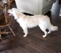 Jason - Golden Retriever Stud