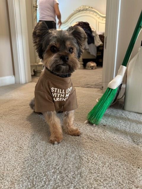 Yorkshire Terrier Stud 31792