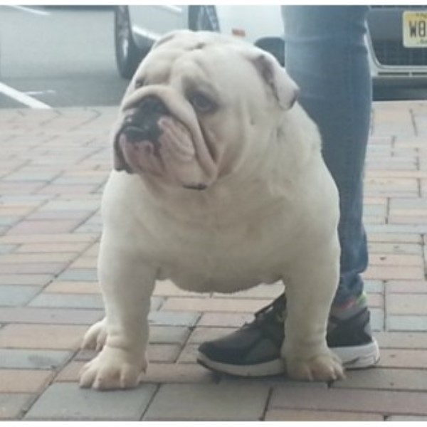 Itsabulldogsworld Com English Bulldog Stud In Bayonne New Jersey