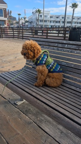 Goldendoodle Stud 31830