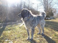 Isabel - Great Pyrenees Stud