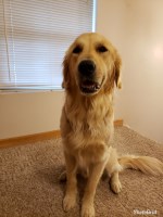 J. Helen Froiland - Golden Retriever Stud