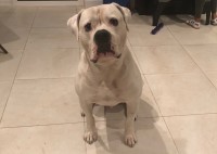 Daniel - American Bulldog Stud