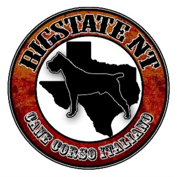 Cane Corso Puppies For Sale Buy The Best Cane Corso Puppies