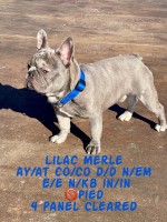 Zach Corter - French Bulldog Stud