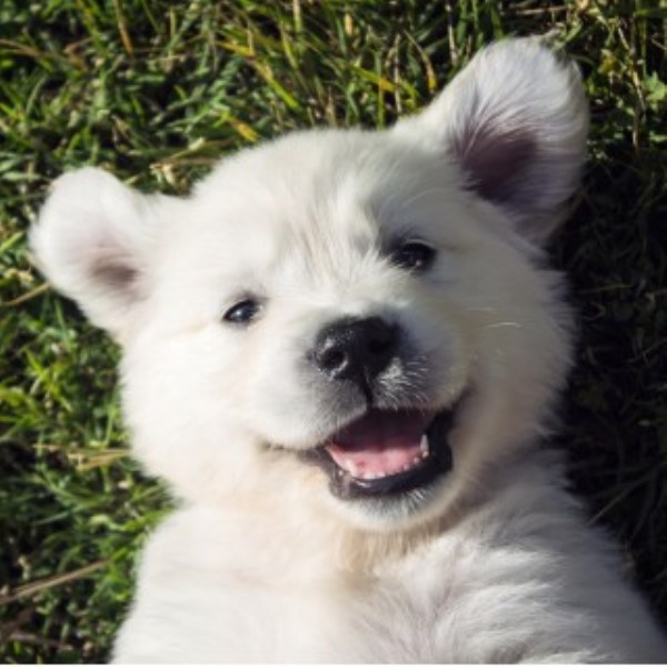 Lucky Charm Golden Retrievers