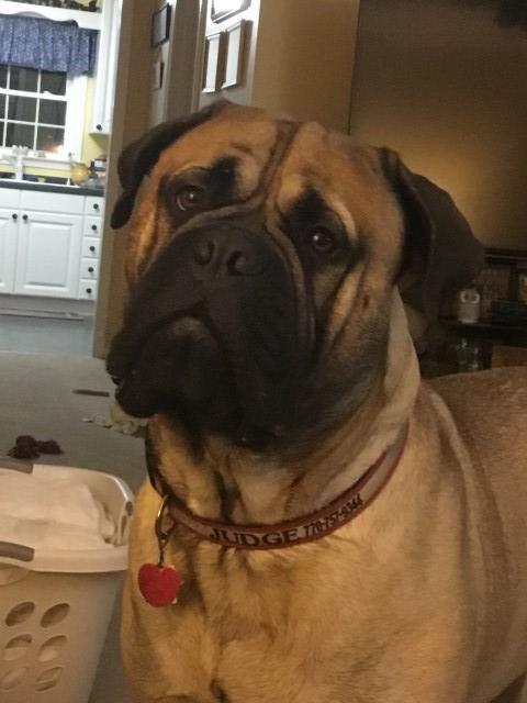 Bullmastiff Stud 29218