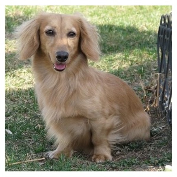 Dachshund Breeder 21758