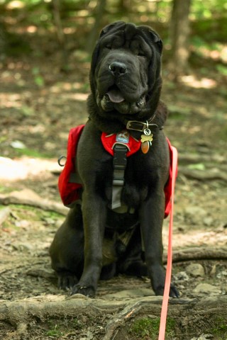 Chinese Shar Pei Breeder 25449