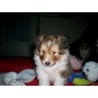 Alanlee Shetland Sheepdog breeder