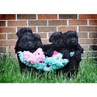 East Coast Schnauzers Giant Schnauzer breeder