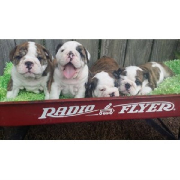 English Bulldog Breeder 18529