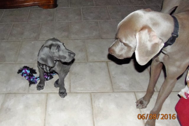 Weimaraner Breeder 26288