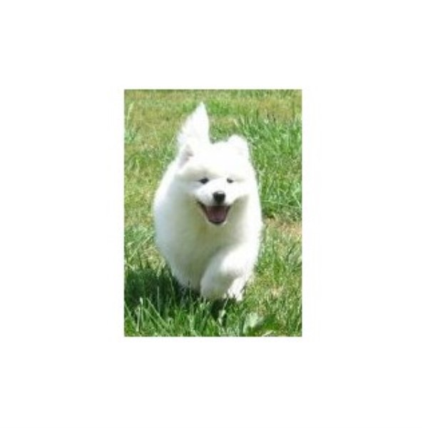 Rexann Samoyeds