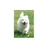 Rexann Samoyeds Samoyed breeder