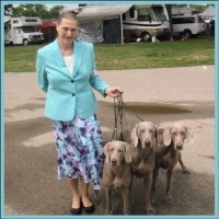 Adelgrau Weimaraners Weimaraner breeder