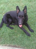 Bryanna Balestra - German Shepherd Dog Stud