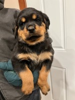 Courageous K9 Kennels Rottweiler breeder