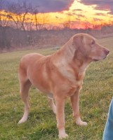 Drew Noroski - Labrador Retriever Stud