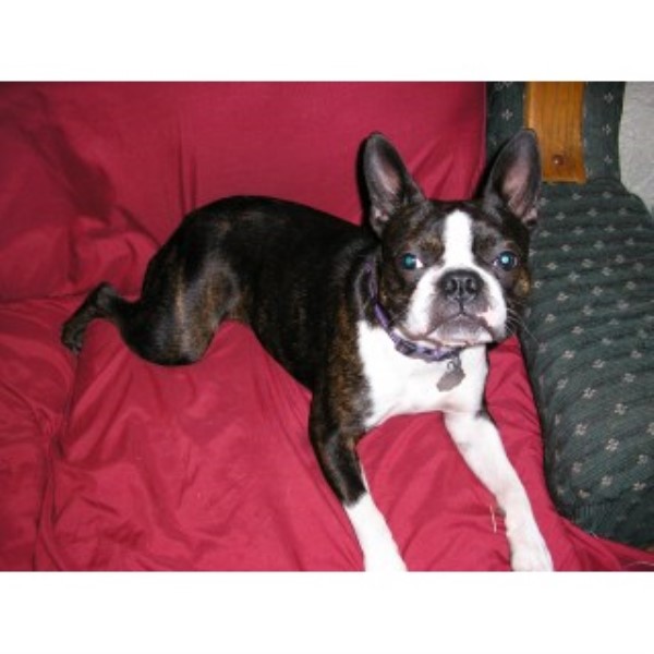 Boston Terrier Breeders In Missouri
