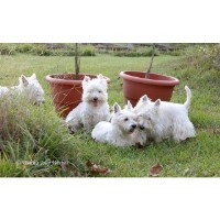Welch Jolly Westies West Highland White Terrier breeder