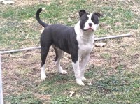Christian Gonzales - American Pit Bull Terrier Stud