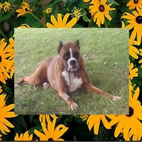 Dayzee Mae Boxers Boxer breeder