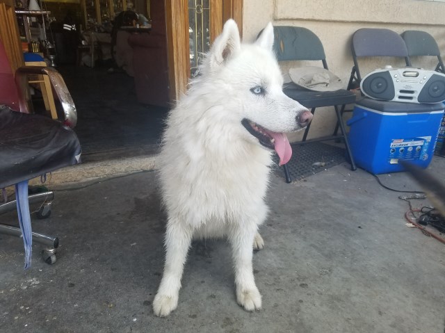 Siberian Husky Stud 26081