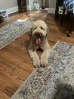 Betsy G - Goldendoodle Stud