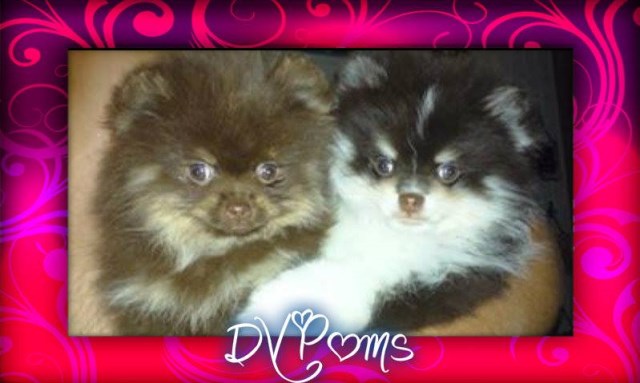 Dolce Vita's Pomeranians