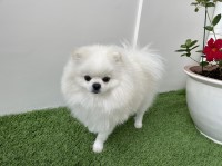 Marie Bernstein - Pomeranian Stud