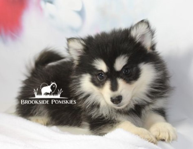 Pomsky Breeder 28173