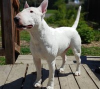 Aujonae - Miniature Bull Terrier Stud