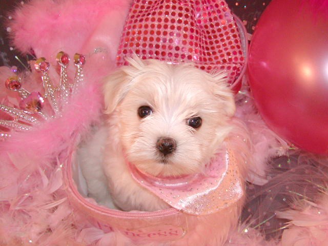 Maltipoo Breeder 26961