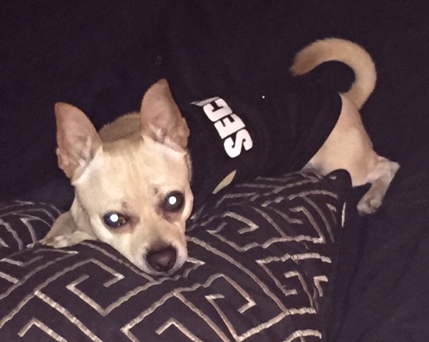 Chihuahua Stud 31164