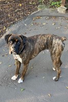 Charles - Boxer Stud