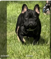 David Rodriguez - French Bulldog Stud