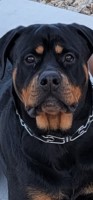 Daisy Tillman - Rottweiler Stud