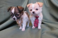Carstens Chihuahua Chihuahua breeder