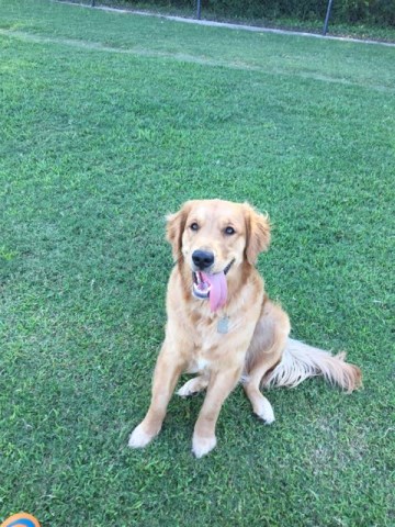 Southern Oregon Golden