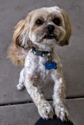 Lhasa Apso Stud 26724