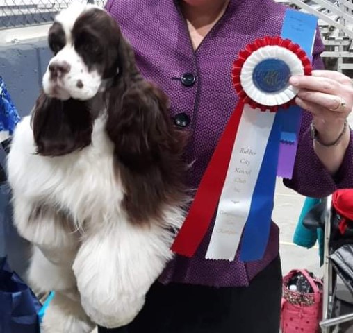 Am-Erica's Cocker Spaniels